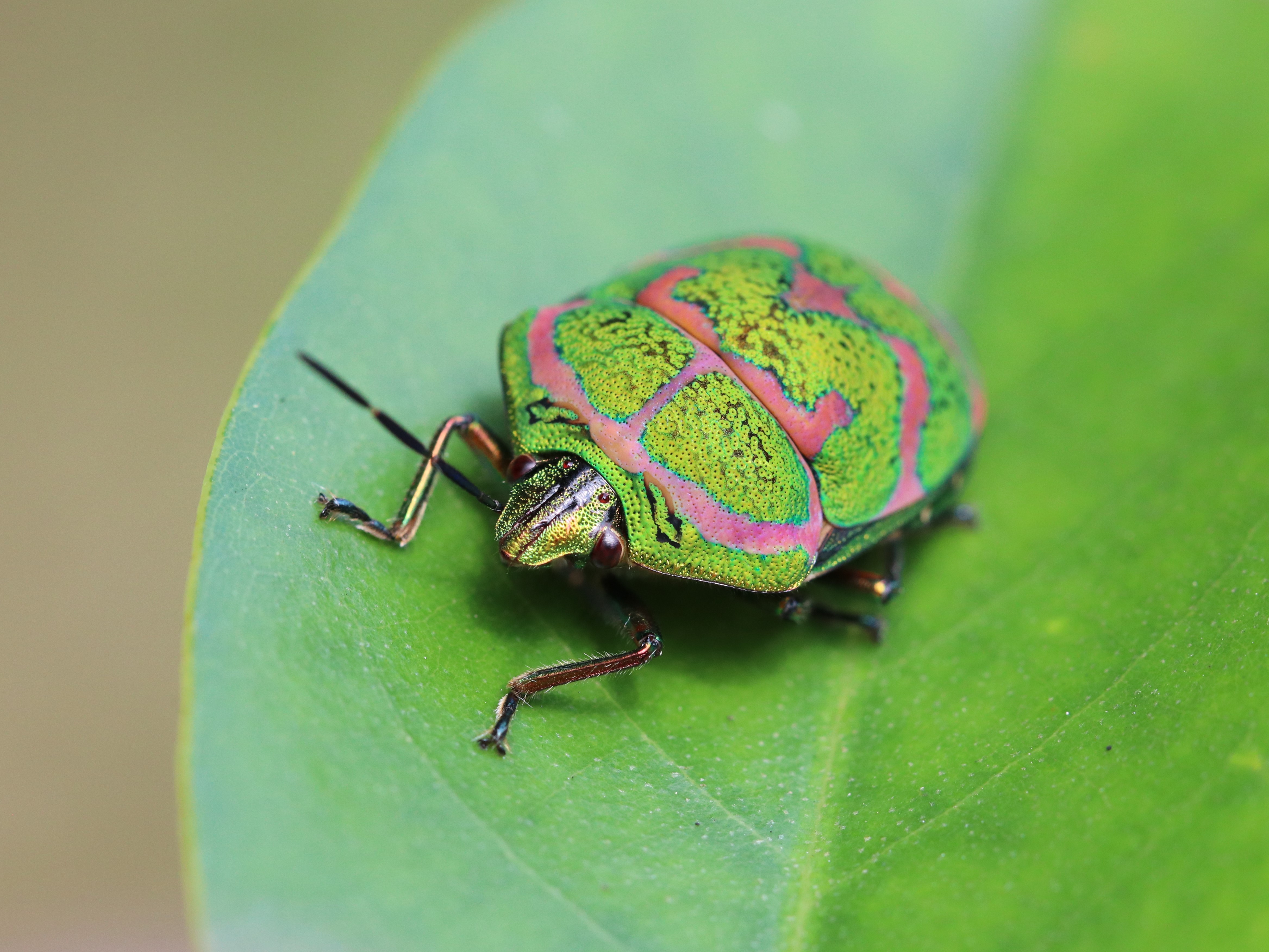アカスジキンカメムシ